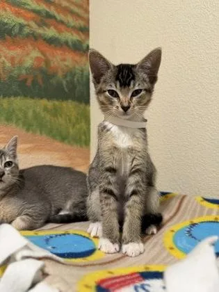 A baby medium-sized female Domestic Short Hair cat named Georgia for adoption in Pleasanton, CA