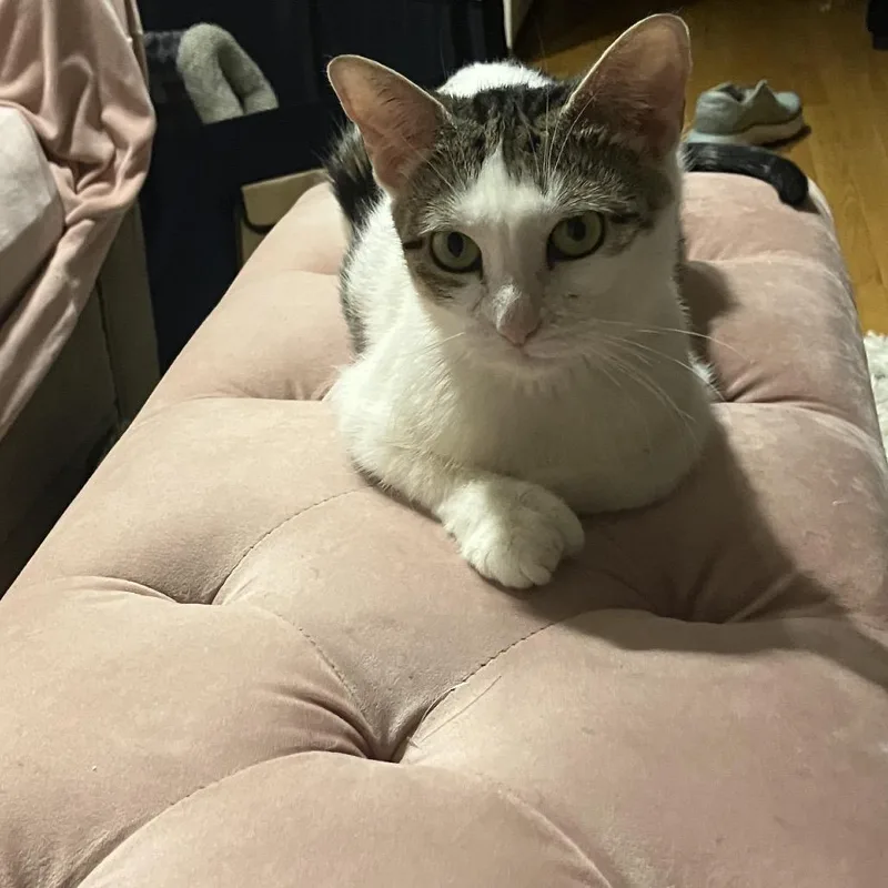 An adult medium-sized female White Domestic Short Hair cat named Amber for adoption in Middle Village, NY