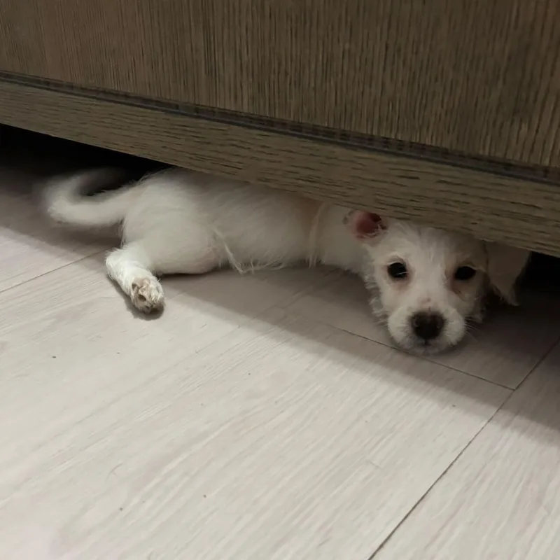 Mini Marshmallow