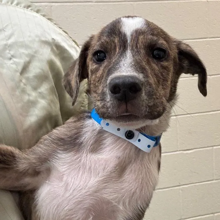 A baby small-sized male Mixed Breed dog named Rocky for adoption in Memphis, TN
