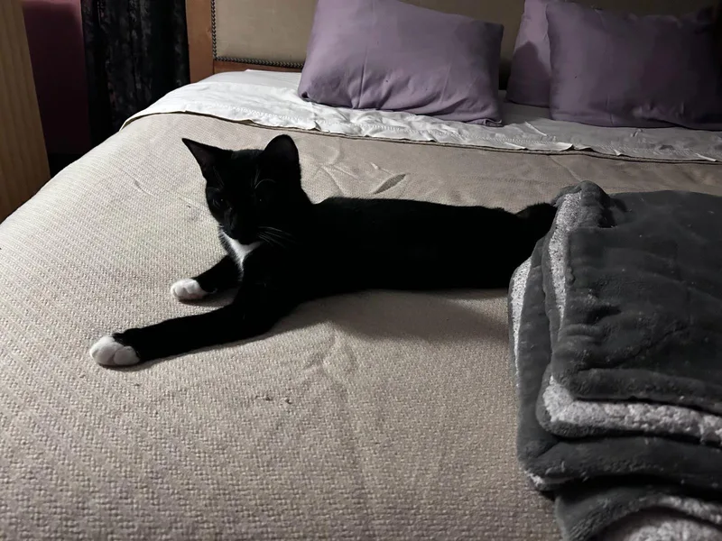 Foundling thumbnail 3