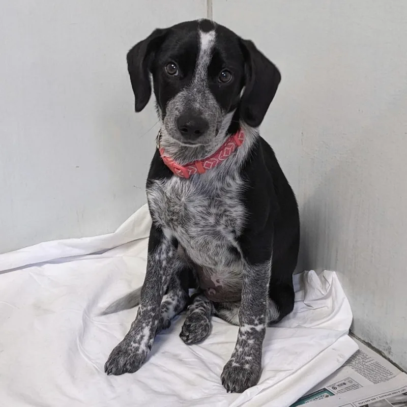 A baby medium-sized female Black Cattle Dog dog named Sorrell Di for adoption in Union, MO