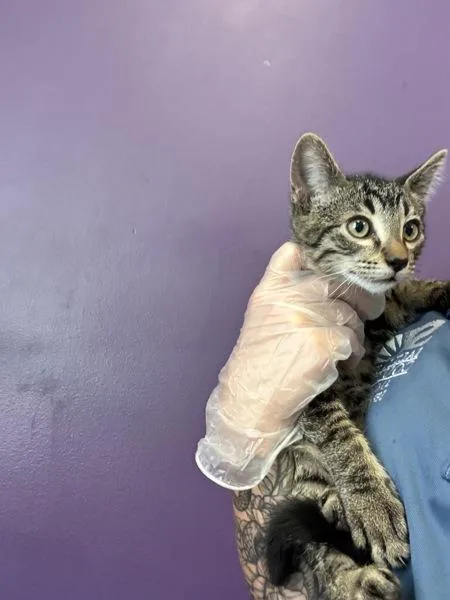 A baby medium-sized male Domestic Short Hair cat named Wiggles for adoption in Salt Lake City, UT