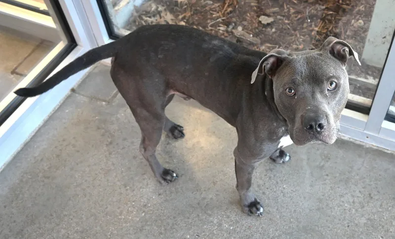 An adult medium-sized male Pit Bull Terrier dog named "TarHeel" for adoption in Broken Arrow, OK