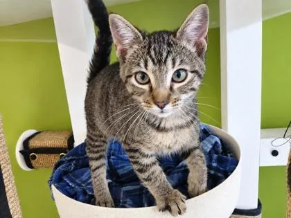 A baby small-sized male Domestic Short Hair cat named Giggle Butt for adoption in New Orleans, LA