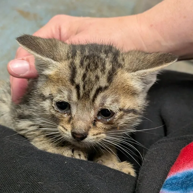 A baby small-sized female Black Domestic Short Hair cat named Tabbygreen for adoption in Greenville, PA
