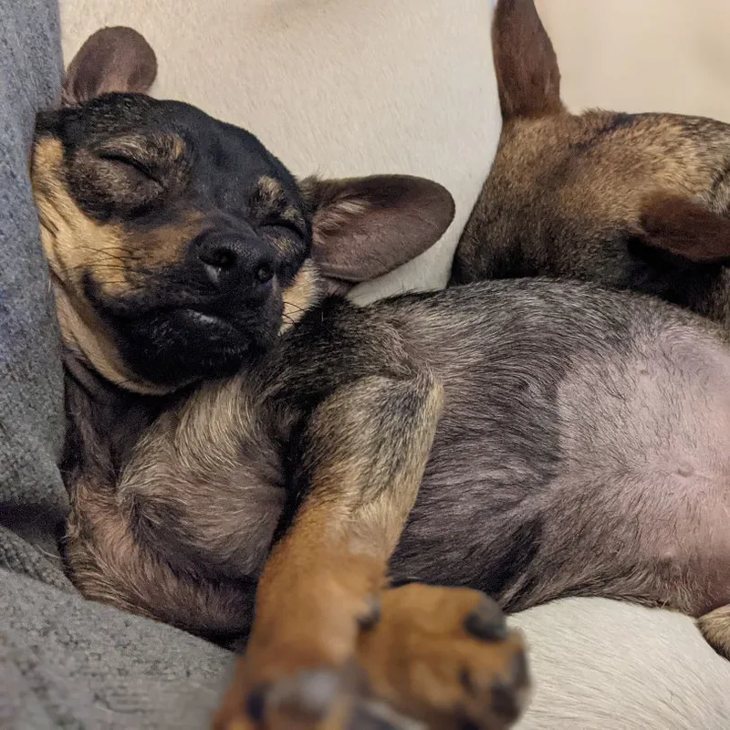 An adult small-sized female Tricolor (Brown, Black, & White) Chiweenie dog named Hazel for adoption in Phoenix, AZ