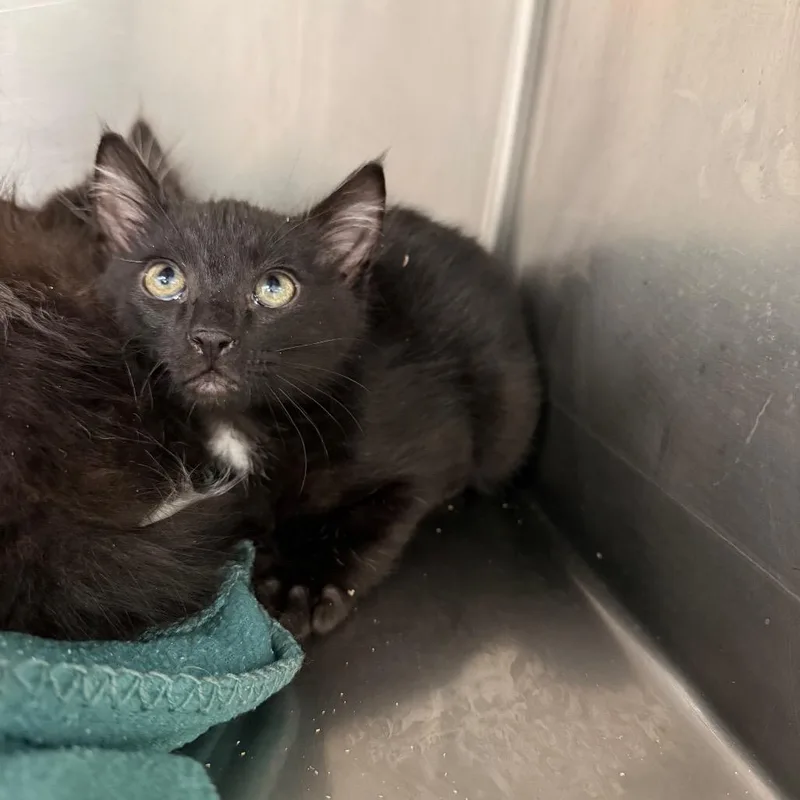 A baby small-sized male Black Domestic Medium Hair cat named Polo for adoption in Mount Shasta, CA