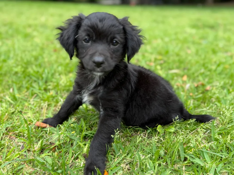A baby small-sized male Black Spaniel dog named Nathan for adoption in Coppell, TX