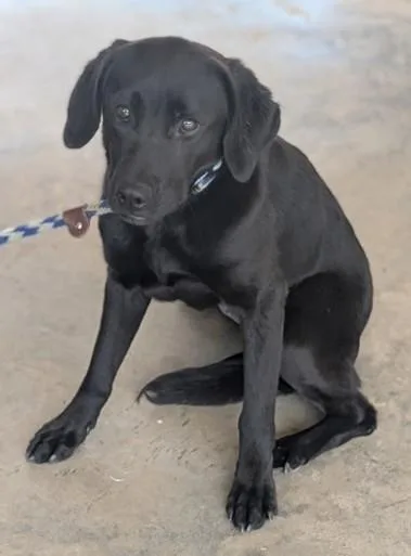 A young medium-sized female Mixed Breed dog named Cher for adoption in Madison, NJ