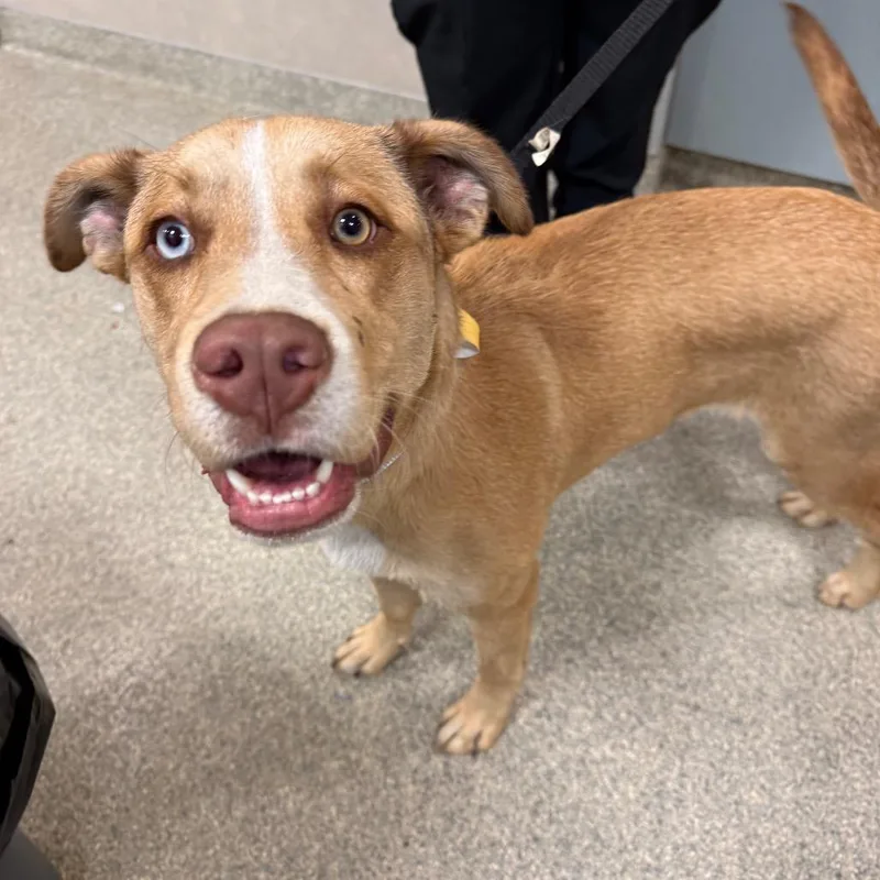 A young medium-sized male Mixed Breed dog named Rascal for adoption in Jacksonville, FL