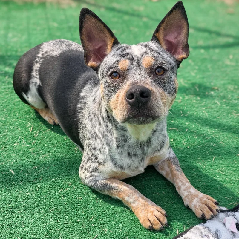 An adult medium-sized male Australian Cattle Dog / Blue Heeler dog named Lil Wayne for adoption in Gainesville, TX