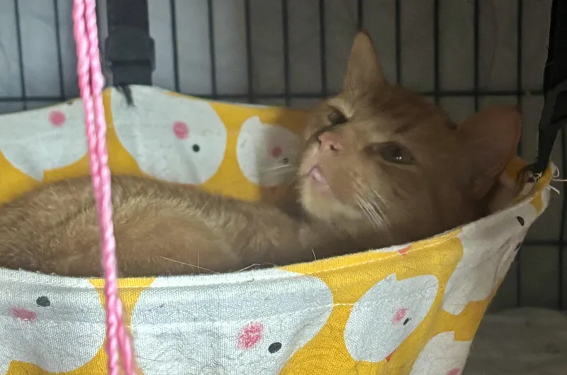 A young medium-sized male Orange & White Domestic Short Hair cat named Mackerel for adoption in Pittsburgh, PA