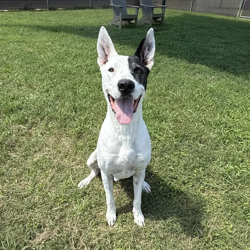 An adult medium-sized male Mixed Breed dog named Oakley for adoption in Brenham, TX