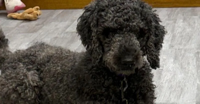 An adult large-sized female Black Poodle dog named Bonnie for adoption in Richardson, TX