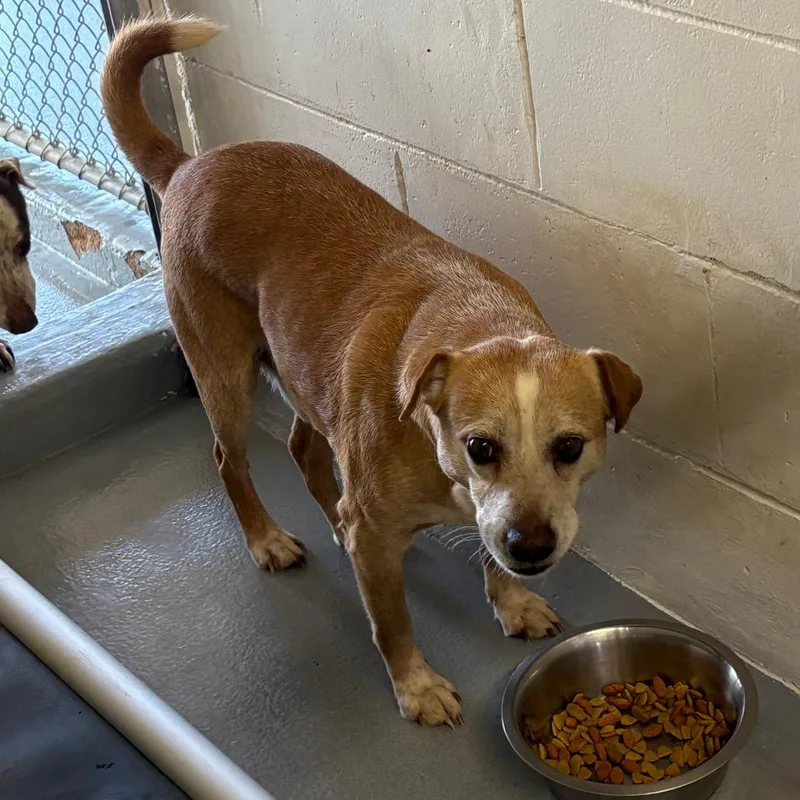 An adult medium-sized male Yellow / Tan / Blond / Fawn Feist dog named Motley for adoption in Morganton, NC