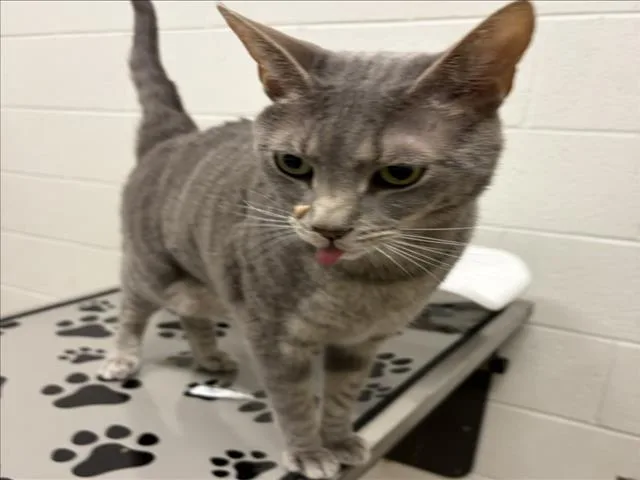 An adult small-sized male Domestic Short Hair cat named Isa for adoption in Derwood, MD