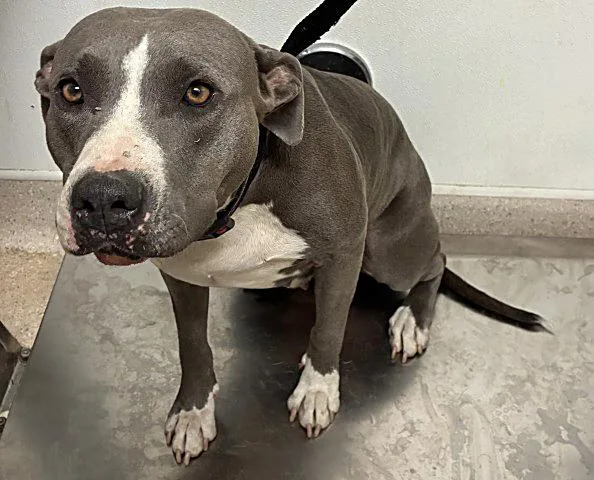 A young medium-sized female Gray / Blue / Silver Pit Bull Terrier dog named Penelope URGENT for adoption in Thousand Oaks, CA