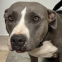 Penelope  URGENT thumbnail 2