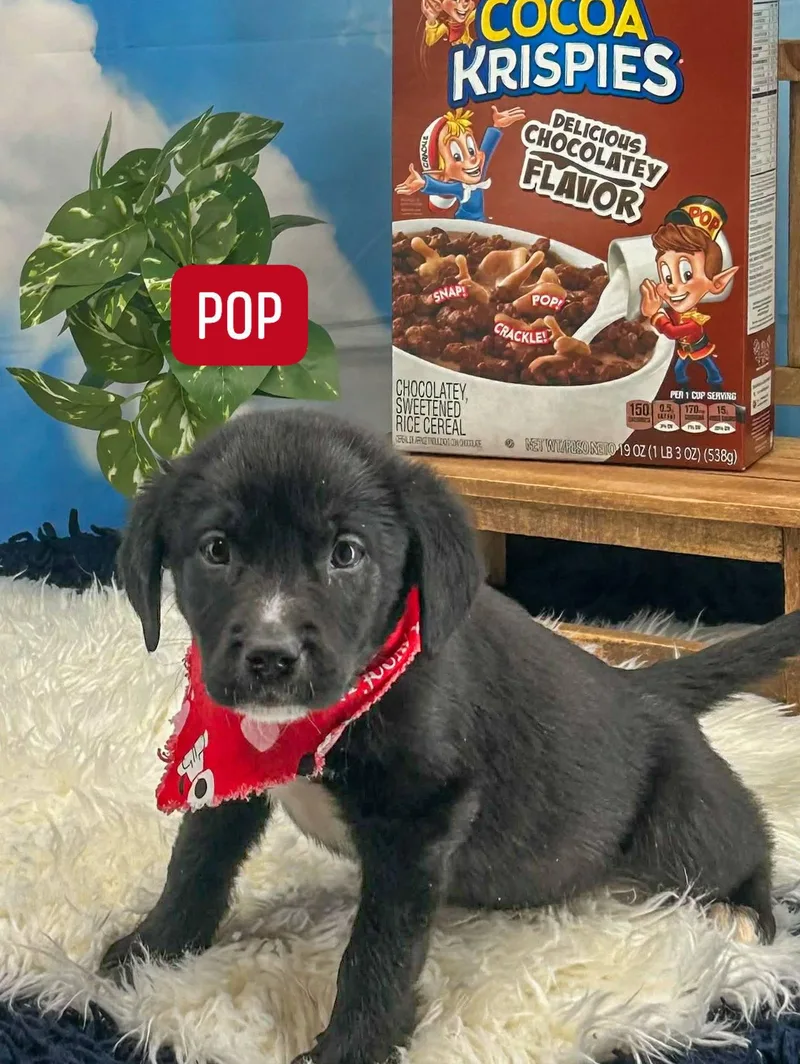 A baby small-sized male Black Shepherd dog named Pop for adoption in Sevierville, TN
