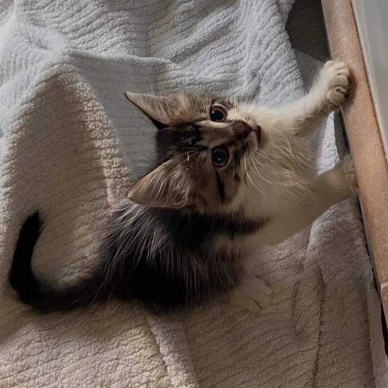 Tetra