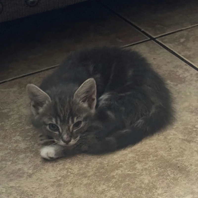 A baby small-sized female Gray / Blue / Silver Domestic Short Hair cat named Dory for adoption in Sunnyvale, CA