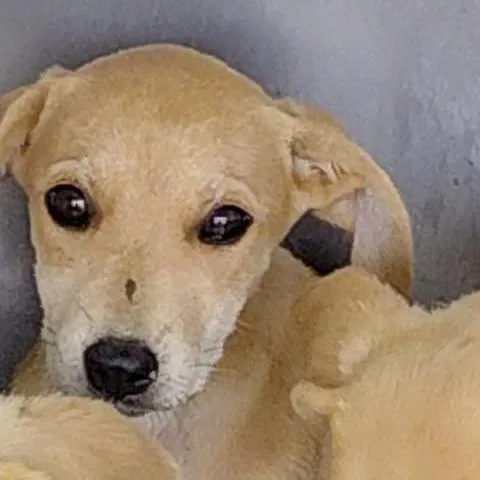 A baby medium-sized female Brown / Chocolate Mixed Breed dog named Libby for adoption in Bastrop, TX