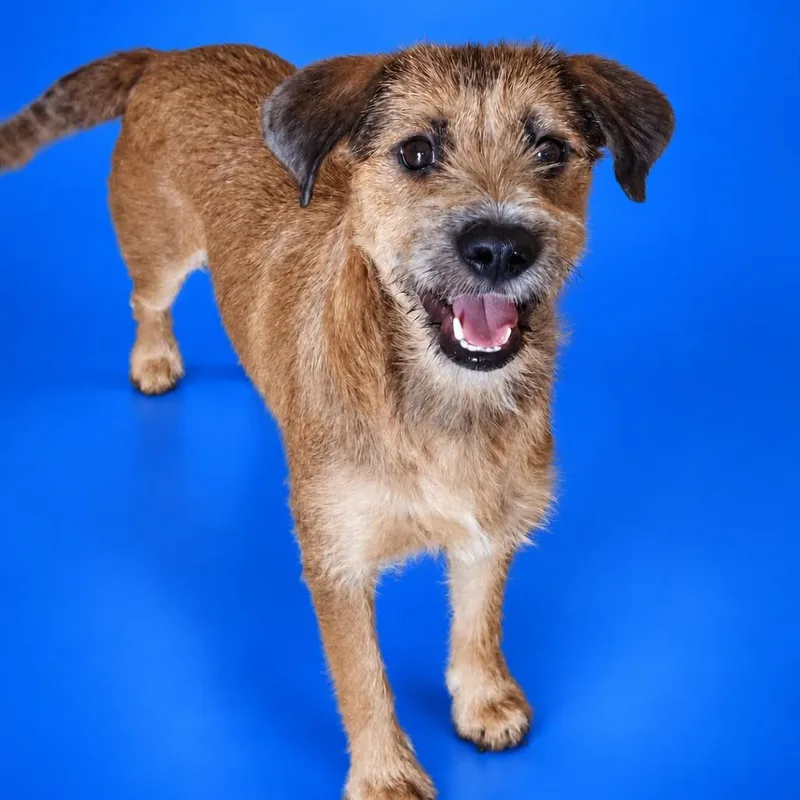 A young medium-sized female Schnauzer dog named Darla for adoption in San Diego, CA