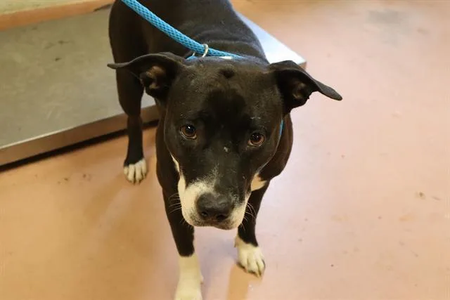 A young medium-sized female Mixed Breed dog named Cuba for adoption in Columbia, SC