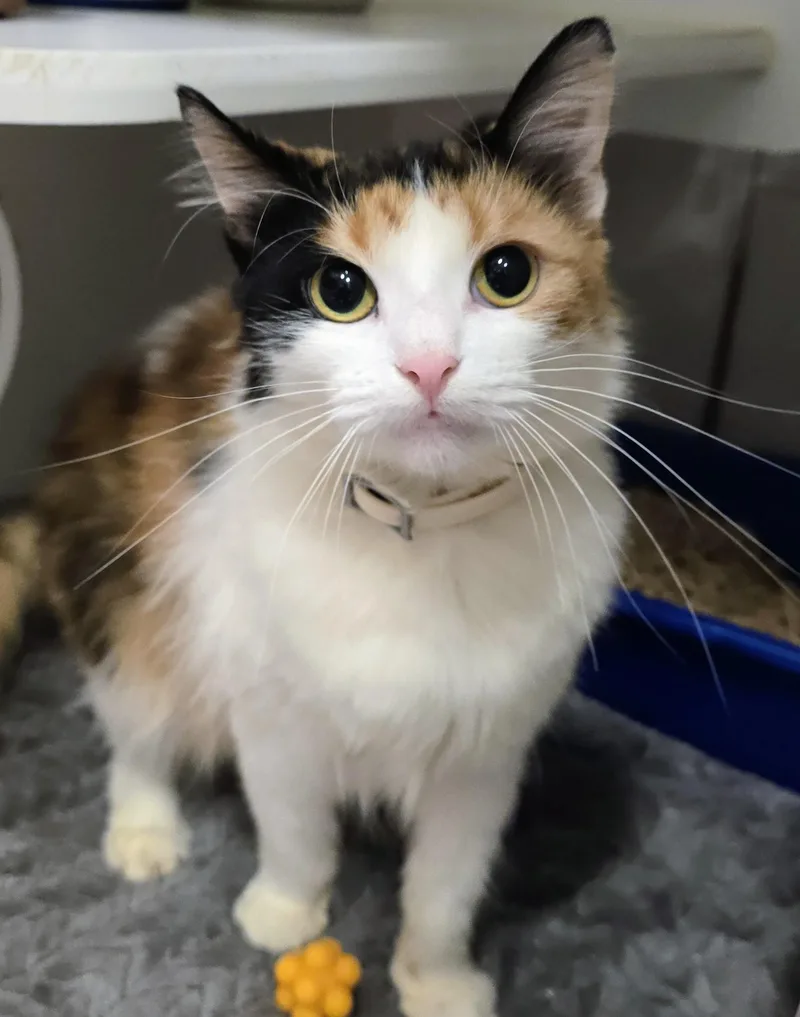 A baby medium-sized female Calico Domestic Short Hair cat named Sour Patch for adoption in Amityville, NY