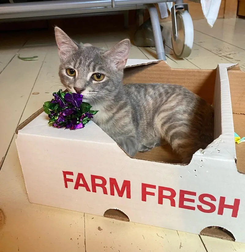 A baby small-sized female Domestic Short Hair cat named Meadowsweet for adoption in Gorham, ME