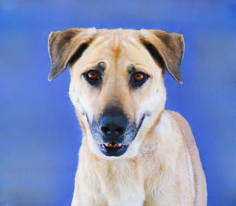 An adult medium-sized female Shepherd dog named Lily for adoption in Pasadena, CA