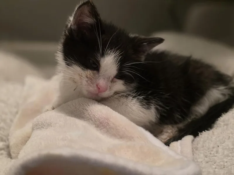 A baby small-sized male Black & White / Tuxedo Domestic Short Hair cat named Endeavor for adoption in Chicago, IL