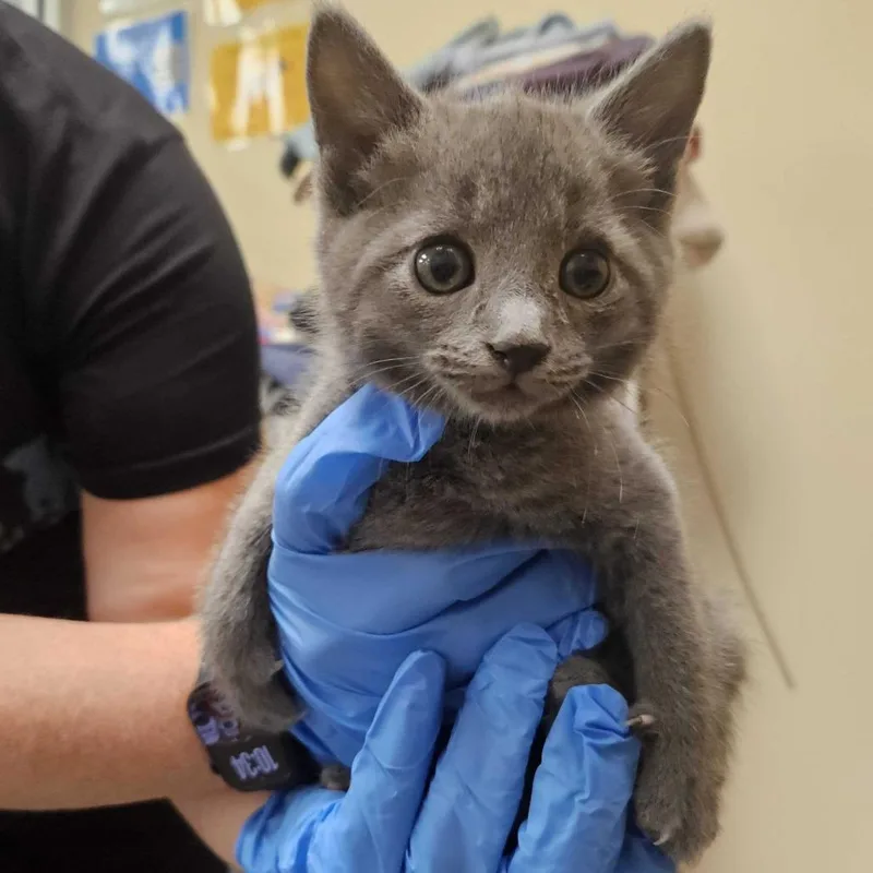 A baby small-sized male Gray / Blue / Silver American Shorthair cat named Frank for adoption in Wilmington, DE