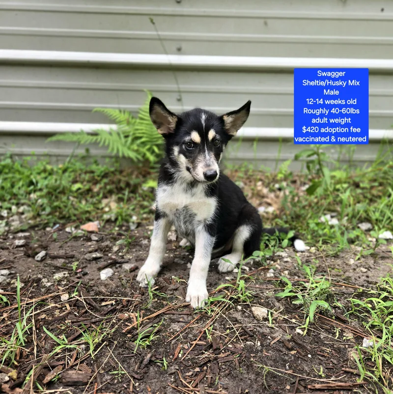 A baby medium-sized male Shetland Sheepdog / Sheltie dog named Swagger for adoption in Oviedo, FL
