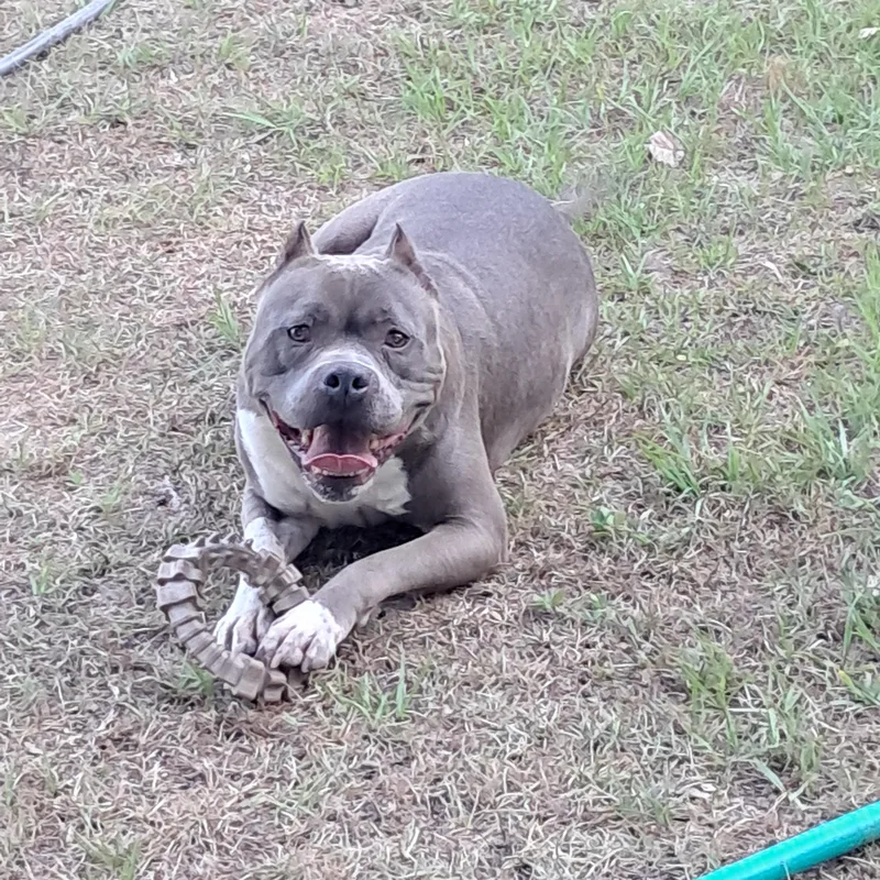 An adult large-sized male Gray / Blue / Silver American Staffordshire Terrier dog named Sarge for adoption in BREWTON, AL