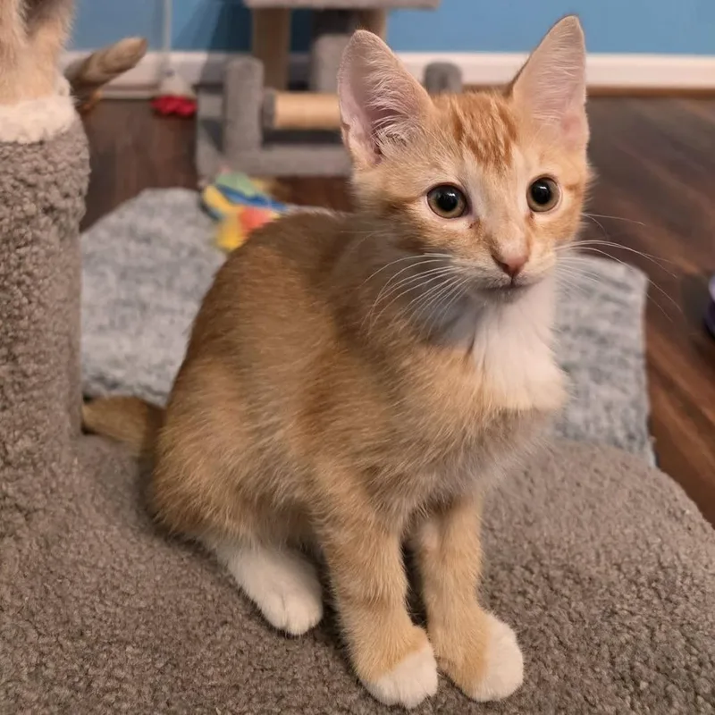 A baby small-sized male Domestic Short Hair cat named Wilbur for adoption in Newport News, VA