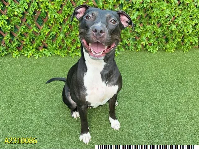 An adult medium-sized female Mixed Breed dog named Hilly for adoption in West Palm Beach, FL