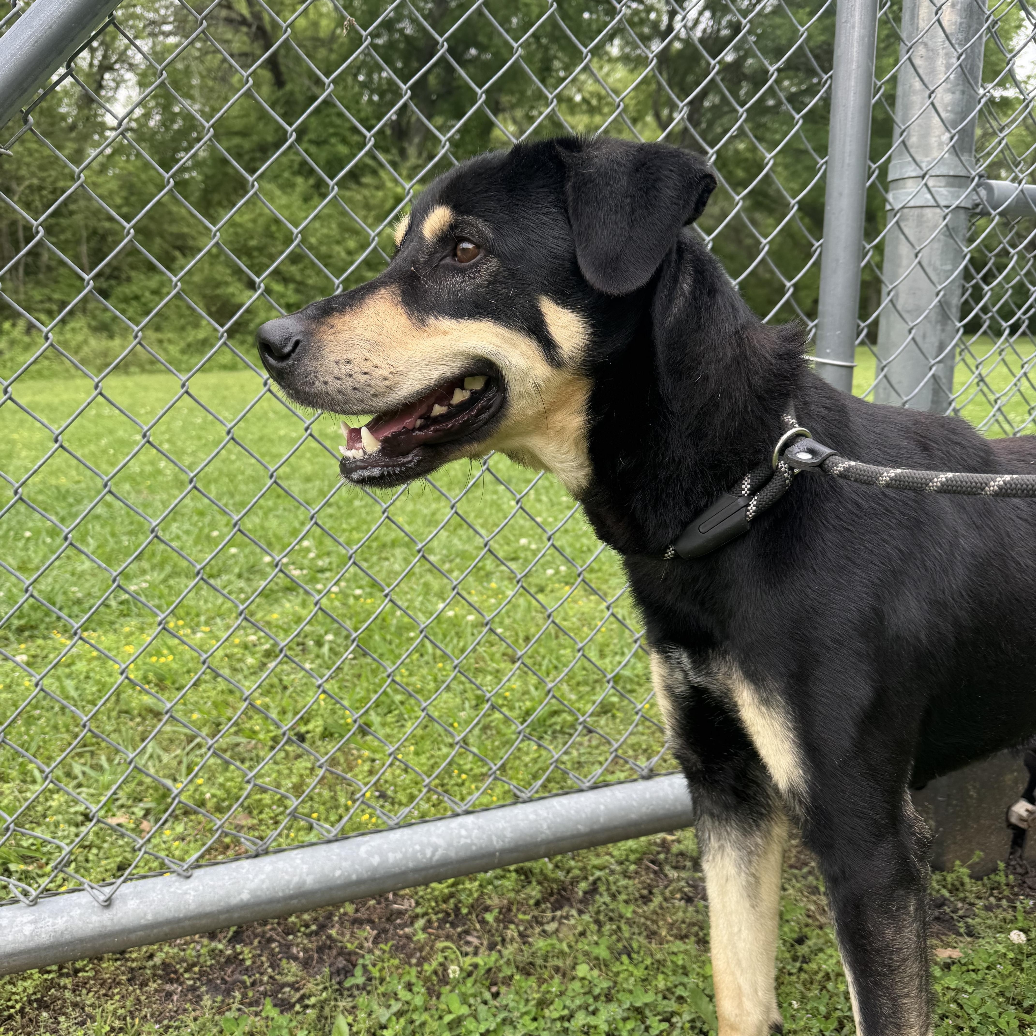 A young large-sized male Yellow / Tan / Blond / Fawn Doberman Pinscher dog named Shippo for adoption in Sherman, TX