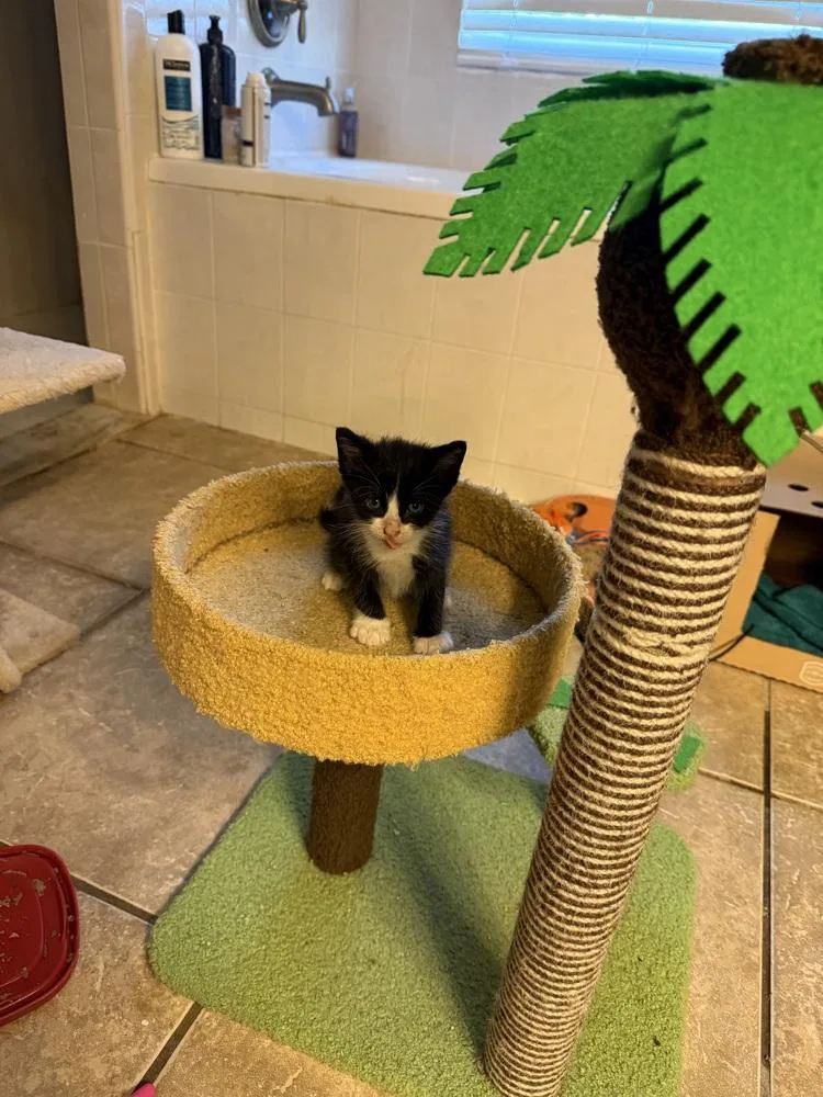A baby small-sized male Black & White / Tuxedo Domestic Short Hair cat named Mcqueen for adoption in Orlando, FL