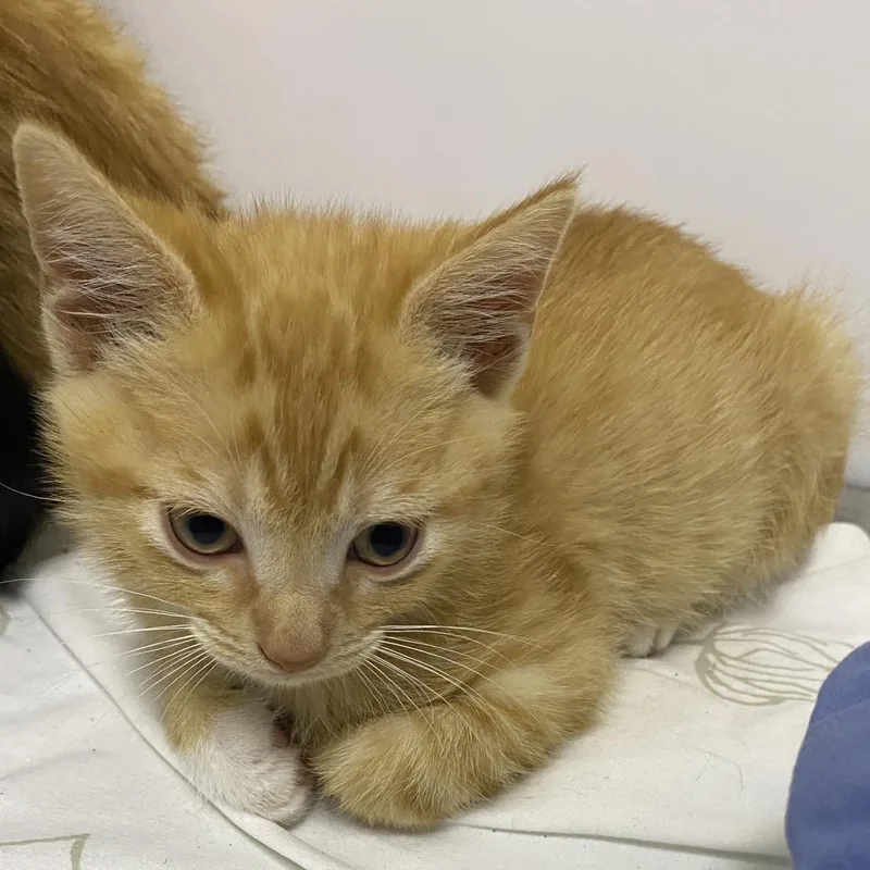 A baby small-sized male Domestic Short Hair cat named Bug for adoption in Franklin, NC