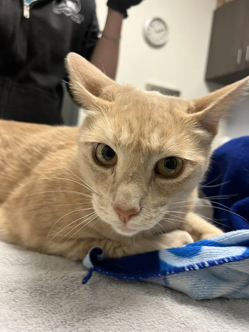 An adult extra large-sized male Domestic Short Hair cat named Chips for adoption in Chico, CA