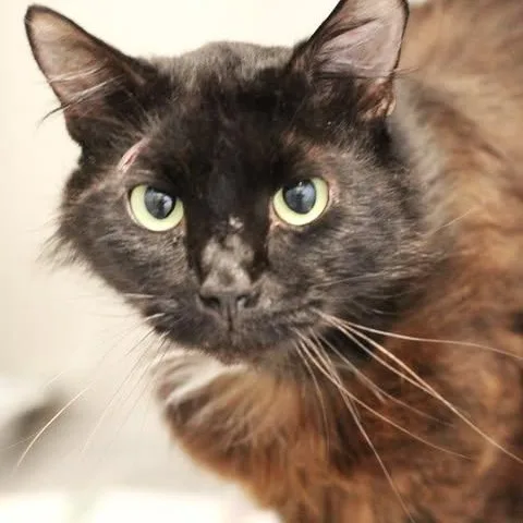 An adult medium-sized female Black Domestic Long Hair cat named 26-01169 for adoption in Fredericksburg, VA