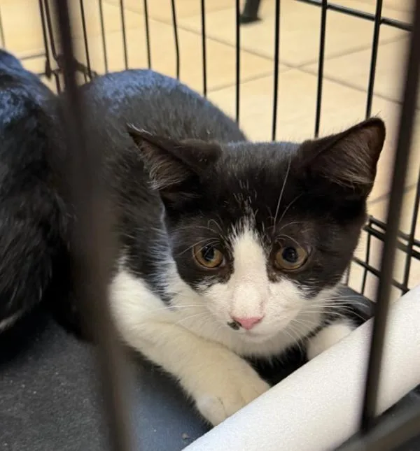 A baby small-sized male Domestic Short Hair cat named Furcules for adoption in Virginia Beach, VA