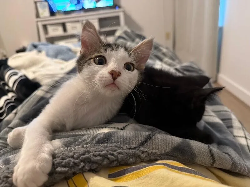 A baby medium-sized male Tabby cat named Rex for adoption in Belton, MO