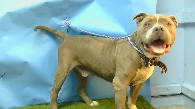 An adult large-sized male Pit Bull Terrier dog named Rudey for adoption in Gardena, CA