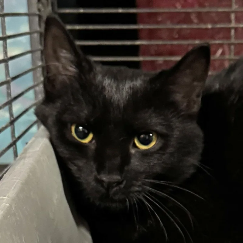 A baby medium-sized female Black Domestic Short Hair cat named Virginia for adoption in Harrisburg, PA