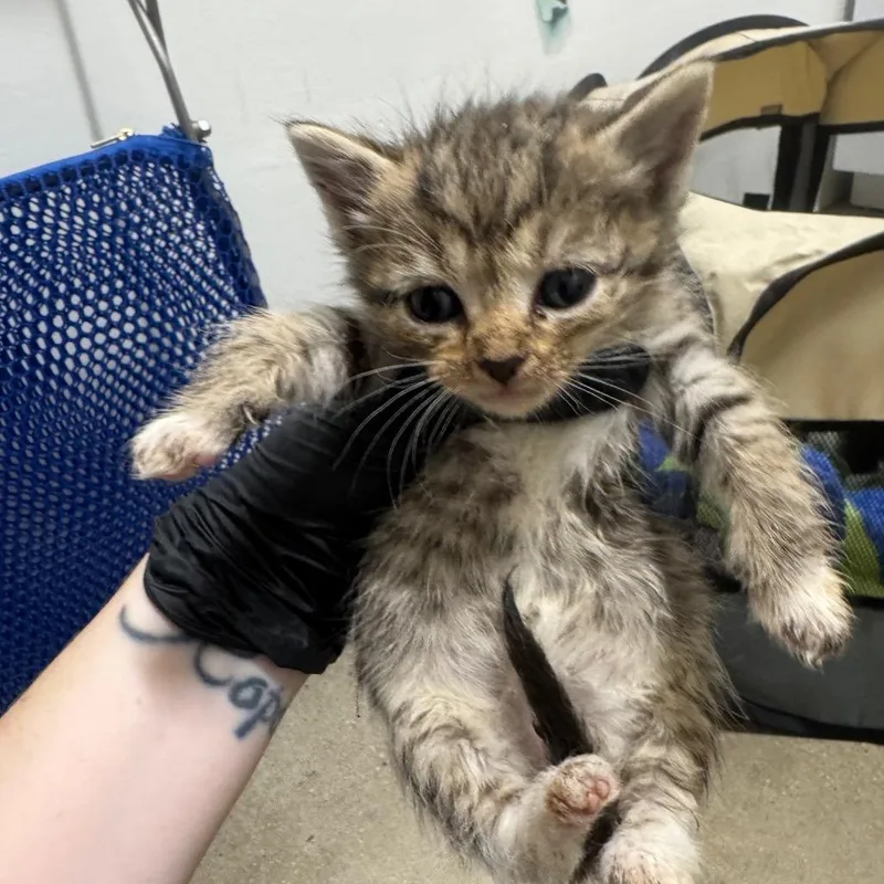 A baby small-sized male Brown / Chocolate Domestic Short Hair cat named Mushroom for adoption in York, PA