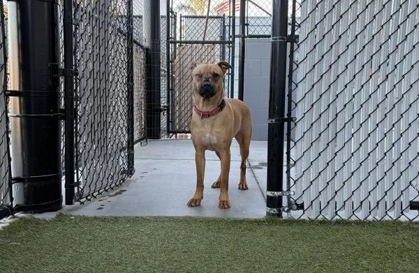 An adult large-sized female Akita dog named Maddie for adoption in San Diego, CA
