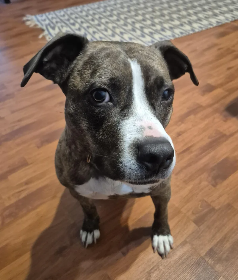 An adult medium-sized female Brindle Staffordshire Bull Terrier dog named Piggy B for adoption in Darlington, SC